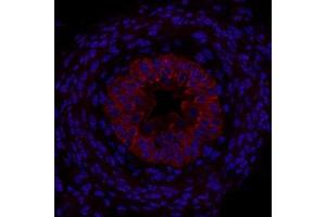 This image was generously submitted by Dr.