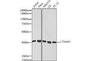 Western blot analysis of extracts of various cell lines, using γ-Tubulin antibody (ABIN7271051) at 1:1000 dilution. (TUBG1 anticorps)
