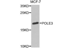 Western blot analysis of extracts of MCF-7 cells, using POLE3 antibody.