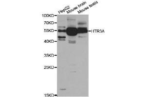 Western blot analysis of extracts of various cell lines, using HTR3A antibody.