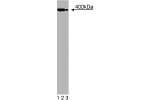 Western blot analysis of Utrophin on a mouse neonate lysate. (Utrophin anticorps  (AA 768-874))