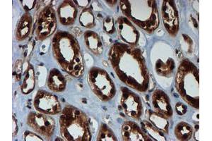 Image no. 6 for anti-Proteasome Subunit alpha 6 (PSMA6) antibody (ABIN1500464)