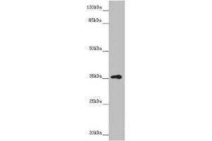 Western blot All lanes: GNB1L antibody at 3.