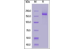 Biotinylated SARS-CoV-2 S protein trimer, His,Avitag on  under reducing (R) condition.