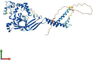 AlphaFold protein structure predicition of Mouse Recombinant Asic1 Protein, UniprotID Q6NXK8