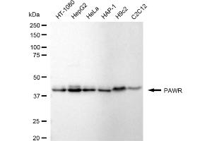Western blotting analysis using PAWR antibody (ABIN7799899).