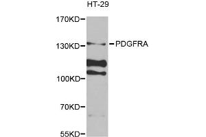 Western blot analysis of extracts of HT-29 cells, using PDGFRA antibody (ABIN5971129) at 1/1000 dilution. (PDGFRA anticorps)