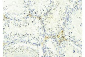 ABIN6275298 at 1/100 staining Mouse testis tissue by IHC-P. (Neurexophilin 4 anticorps  (Internal Region))
