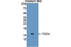 Detection of Recombinant GLUT14, Human using Polyclonal Antibody to Glucose Transporter 14 (GLUT14) (SLC2A14 anticorps  (AA 1-105))