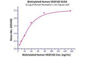 Immobilized Human Neuropilin-1, His Tag (Cat # NR1-H5228) at 2 μg/mL (100 μL/well) can bind Biotinylated Human VEGF165 (Cat # VE5-H8210) with a linear range of 5-40 ng/mL.
