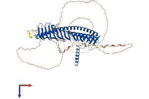 AlphaFold protein structure predicition of Mouse Recombinant Jph1 Protein, UniprotID Q9ET80