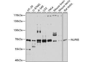 Western blot analysis of extracts of various cell lines, using NUP85 antibody (ABIN6128365, ABIN6144965, ABIN6144966 and ABIN6215319) at 1:3000 dilution. (NUP85 anticorps  (AA 427-656))