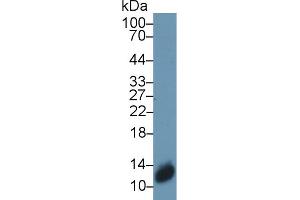 Western Blot; Sample: Mouse Skin lysate; Primary Ab: 1µg/ml Rabbit Anti-Human S100A3 Antibody Second Ab: 0.
