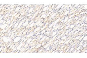 Detection of APOH in Canine Kidney Tissue using Polyclonal Antibody to Apolipoprotein H (APOH)