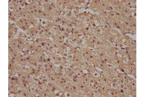 IHC image of ABIN7140102 diluted at 1:100 and staining in paraffin-embedded human adrenal gland tissue performed on a Leica BondTM system. (R-Ras anticorps  (AA 7-23))