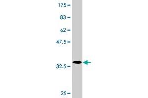 Western Blot detection against Immunogen (33.