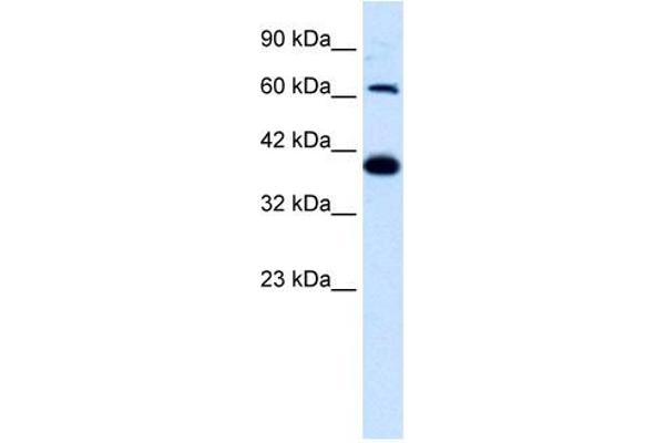 GRIK2 anticorps  (N-Term)