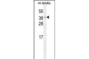 ODF3 Antibody (C-term) (ABIN655745 and ABIN2845191) western blot analysis in mouse testis tissue lysates (35 μg/lane). (ODF3 anticorps  (C-Term))
