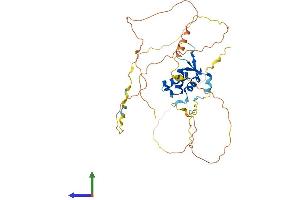 AlphaFold protein structure predicition of Human Recombinant FOXL2 Protein, UniprotID P58012