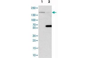 Western blot analysis of cell lysates with FLII polyclonal antibody  at 1:250-1:500 dilution.