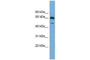 WB Suggested Anti-Ebf4 Antibody Titration: 0. (EBF4 anticorps  (Middle Region))