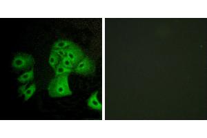 Peptide - +Immunofluorescence analysis of A549 cells, using EDG6 antibody.