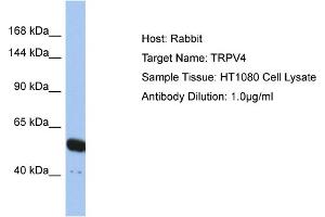 Host: Rabbit Target Name: TRPV4 Sample Type: HT1080 Whole cell lysates Antibody Dilution: 1. (TRPV4 anticorps  (N-Term))