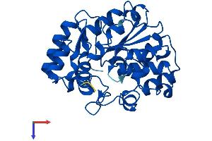 AlphaFold protein structure predicition of Mouse Recombinant Sult1a1 Protein, UniprotID P52840