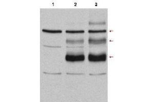 Western Blot of Rabbit anti-C-Myb antibody. (MYB anticorps  (Internal Region))