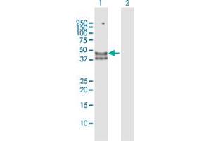 Western Blot analysis of HYAL3 expression in transfected 293T cell line by HYAL3 MaxPab polyclonal antibody. (HYAL3 anticorps  (AA 1-417))