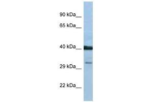 Western Blot showing PTGDR antibody used at a concentration of 1 ug/ml against THP-1 Cell Lysate (PTGDR anticorps  (C-Term))