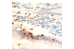 ABIN6278359 at 1/200 staining Rat colon tissue sections by IHC-P. (MUC2 anticorps)