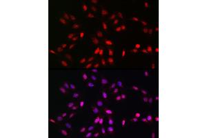 Immunofluorescence analysis of U2OS cells using UFM1 Rabbit pAb (ABIN7271184) at dilution of 1:150 (40x lens). (UFM1 anticorps  (AA 1-85))