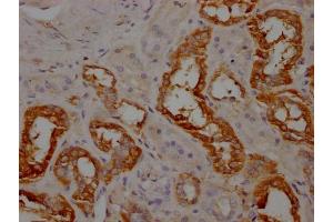 IHC image of ABIN7144437 diluted at 1:100 and staining in paraffin-embedded human kidney tissue performed on a Leica BondTM system. (Apolipoprotein M anticorps  (AA 1-188))