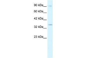 WB Suggested Anti-BHLHB5 Antibody Titration:  0. (BHLHE22 anticorps  (N-Term))