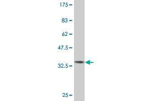 Western Blot detection against Immunogen (33. (MYCBP anticorps  (AA 34-103))
