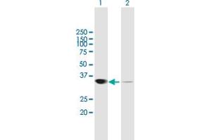 Western Blot analysis of LDHA expression in transfected 293T cell line by LDHA MaxPab polyclonal antibody. (Lactate Dehydrogenase A anticorps  (AA 1-332))