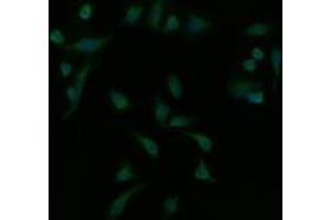 Image no. 1 for anti-Mitogen-Activated Protein Kinase Kinase 1 (MAP2K1) antibody (ABIN1499394) (MEK1 anticorps)