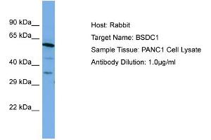 Host: Rabbit Target Name: BSDC1 Sample Type: PANC1 Whole cell lysates Antibody Dilution: 1. (BSDC1 anticorps  (C-Term))