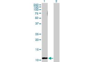 Western Blot analysis of RRN3 expression in transfected 293T cell line by RRN3 MaxPab polyclonal antibody. (RRN3 anticorps  (AA 1-106))