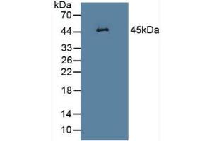 SERPINB1 anticorps  (AA 17-332)