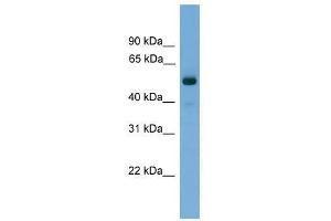 FSCN3 antibody used at 0. (Fascin 3 anticorps  (Middle Region))