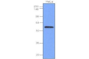 Cell lysates of HeLa(40 ug) were resolved by SDS-PAGE, transferred to nitrocellulose membrane and probed with anti-human IRF-3 (1:1,000). (IRF3 anticorps  (AA 108-166))