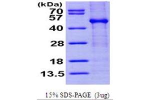 SDS-PAGE (SDS) image for FK506 Binding Protein Like (FKBPL) (AA 1-349) (Active) protein (His tag) (ABIN6386574)
