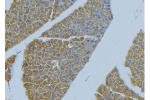 ABIN6277655 at 1/100 staining Human pancreas tissue by IHC-P.