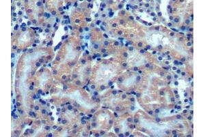 IHC-P analysis of Mouse Kidney Tissue, with DAB staining. (OPA3 anticorps  (AA 11-179))
