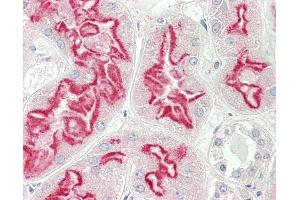 Anti-PEA15 / PEA-15 antibody IHC staining of human kidney.