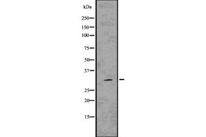Western blot analysis of Hes1 using 293 whole cell lysates (HES1 anticorps  (Internal Region))