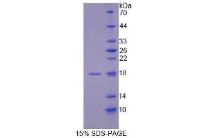 SDS-PAGE analysis of Human NUTF2 Protein. (NUTF2 Protéine)