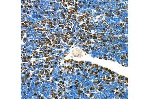 Immunohistochemistry of paraffin embedded mouse thymus using Top2 (ABIN7075937) at dilution of 1:5000 (400x lens)